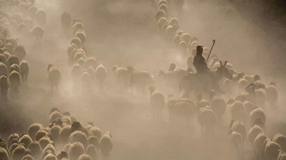 shepherd-with-herd-of-sheep